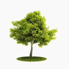 绿色小树素材