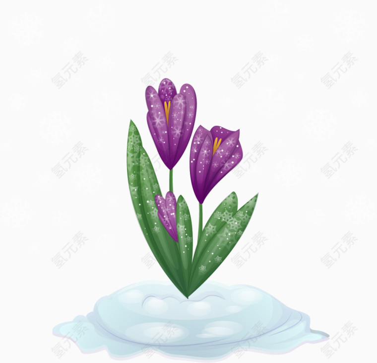 雪中紫色郁金香