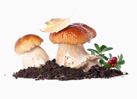 地面的上的蘑菇