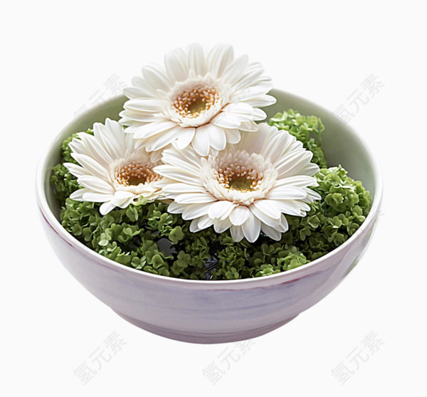 碗里种的白晶菊