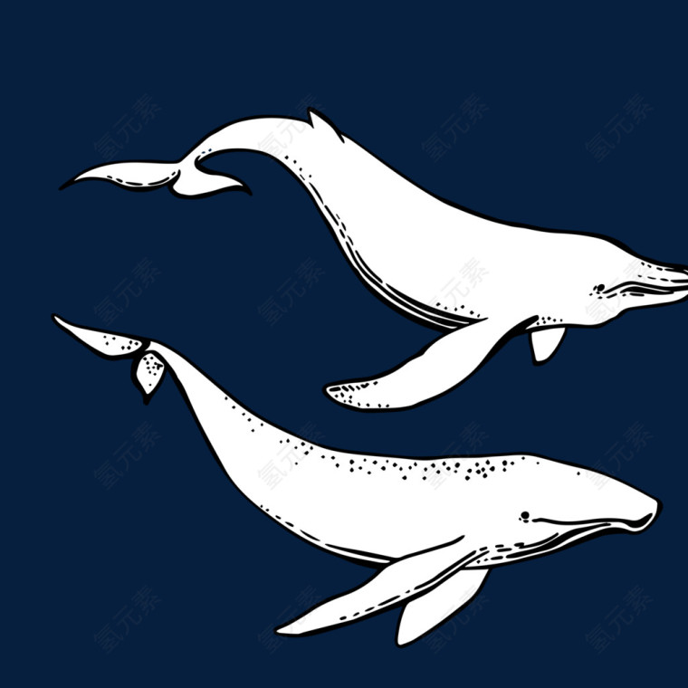 炫彩鲸鱼