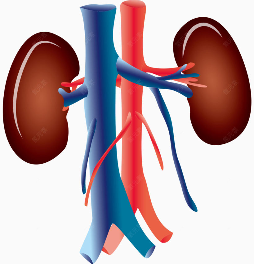 人体器官肾脏下载