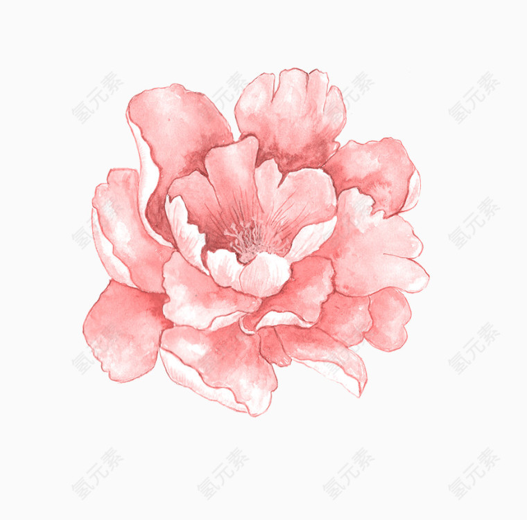 粉色手绘牡丹花朵