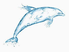 水流海豚