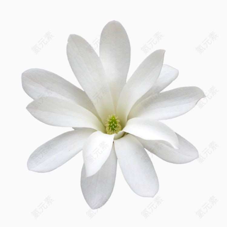 美丽的鲜花PNG透明图片