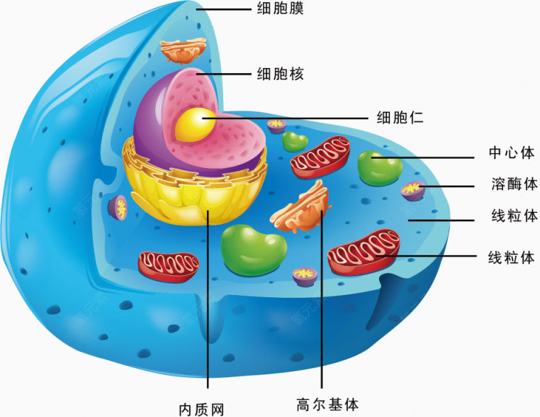 细胞结构矢量图下载