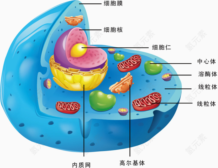 细胞结构矢量图