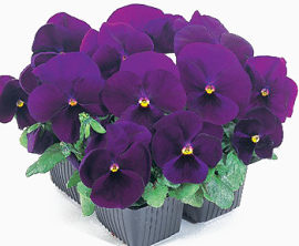 紫色三色堇
