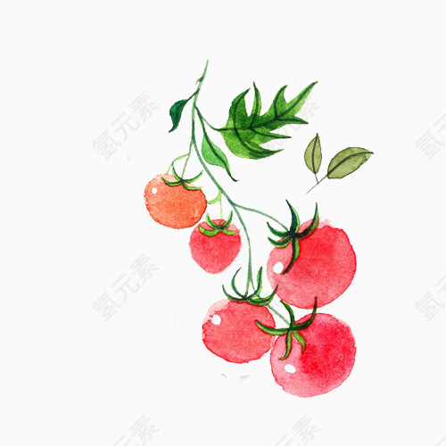 小清新简约水彩手绘一串西红柿