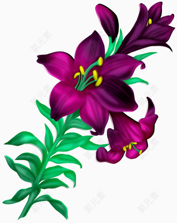 卡通紫色花朵牵牛花