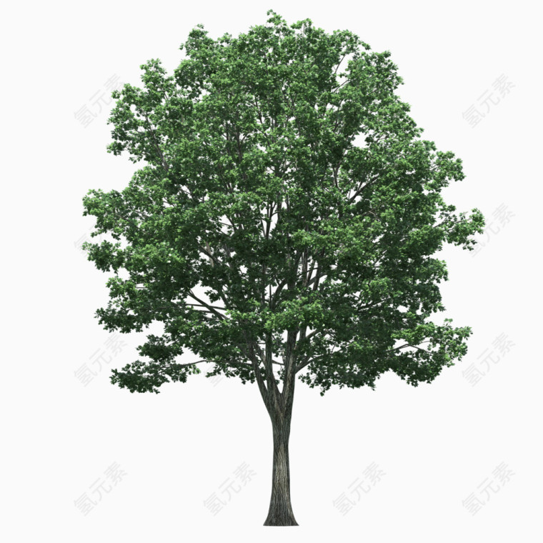 立面树