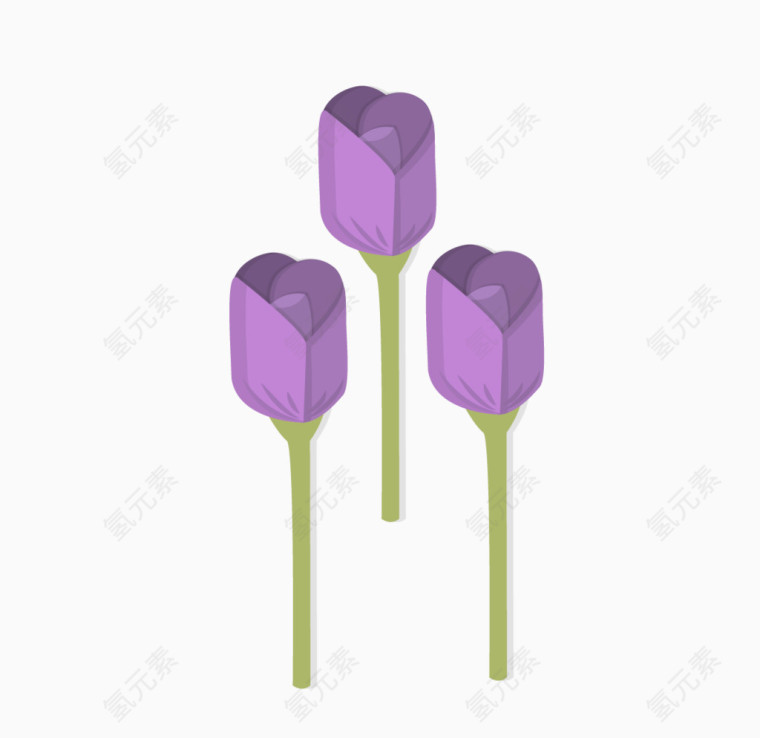 一簇紫色郁金香