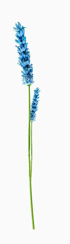 蓝色植物花朵