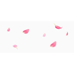 粉色的散落花瓣