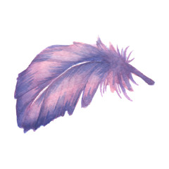 紫红色弯曲羽毛