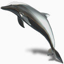 海豚动物暗玻璃