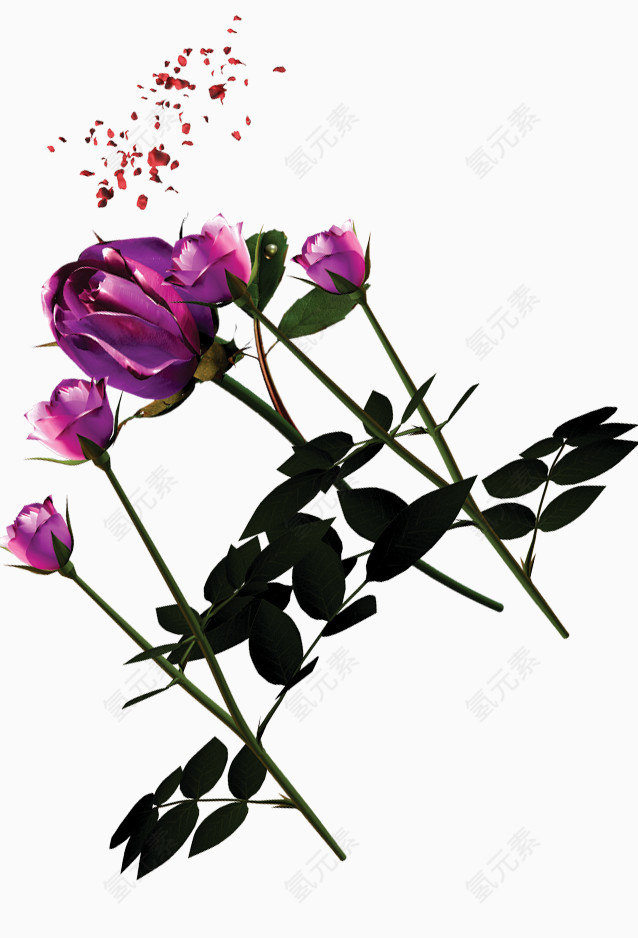 紫色玫瑰花装饰图案