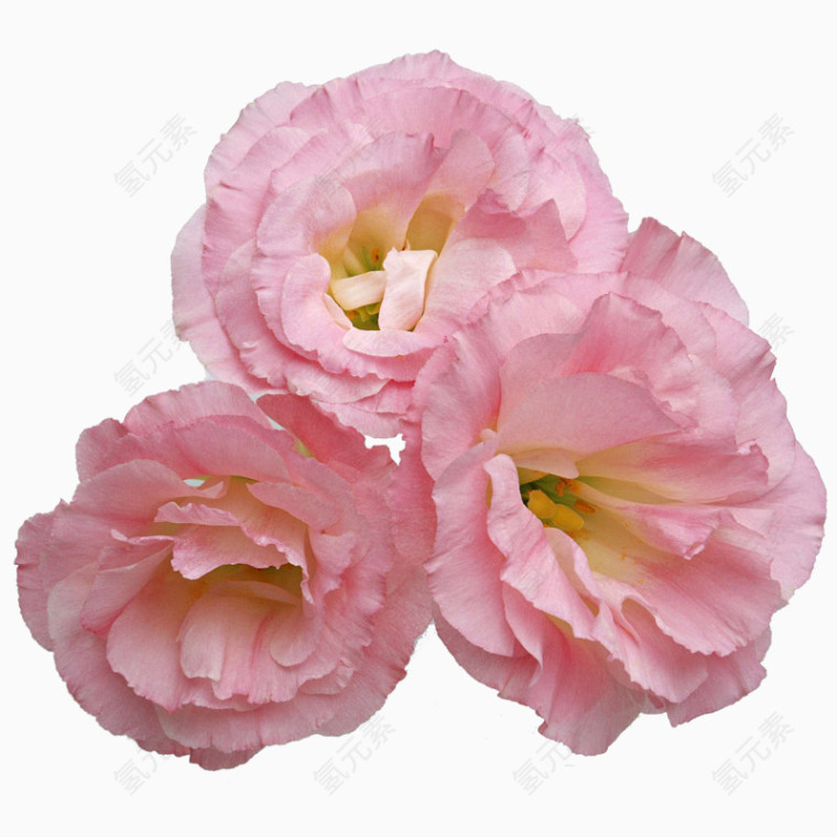 粉色花儿