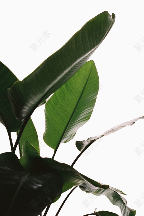 热带树叶绿色植物
