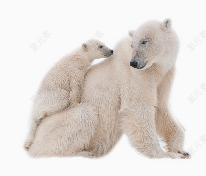 白熊母子