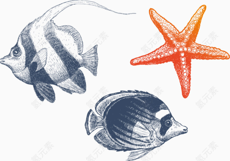 手绘线稿海鱼海星装饰画