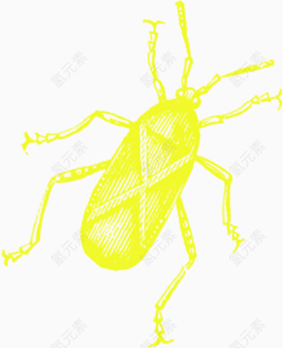 黄色漂亮甲壳虫