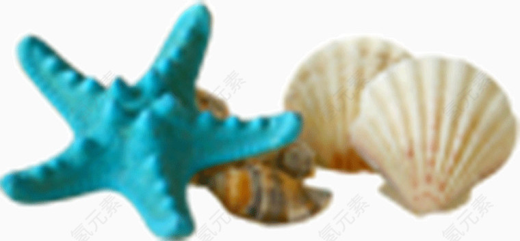 海边海星海螺贝壳