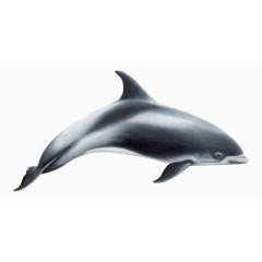 一条海豚