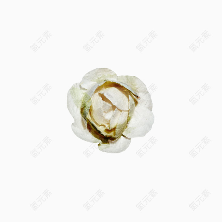 一朵白色花