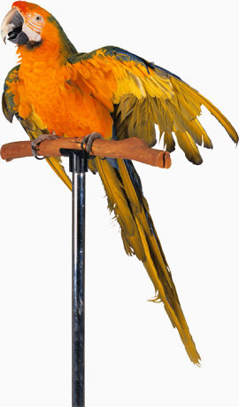 橘色鹦鹉