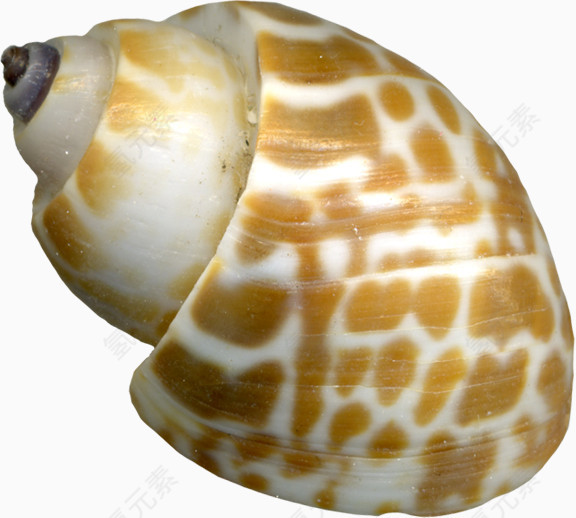 棕色斑点蜗牛生物爬行的蜗牛