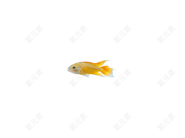 黄色小鱼