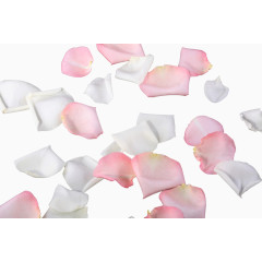 粉色和白色花瓣PNG