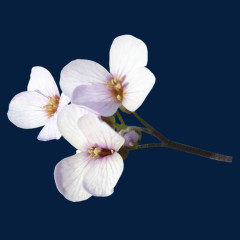 漂亮花儿PNG透明图片素材