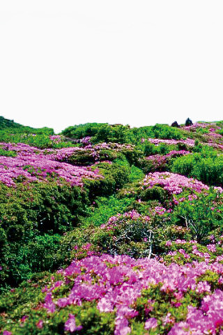 花山