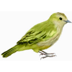 绿色小鸟