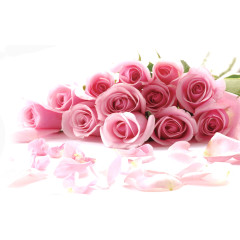粉色花束玫瑰