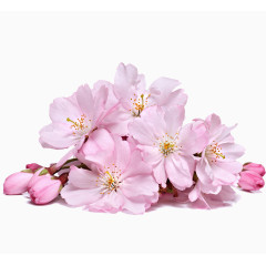 淡雅粉色樱花