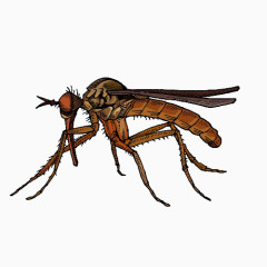 卡通褐色蚊子