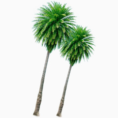 手绘绿色椰子树