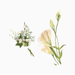 白色花簇