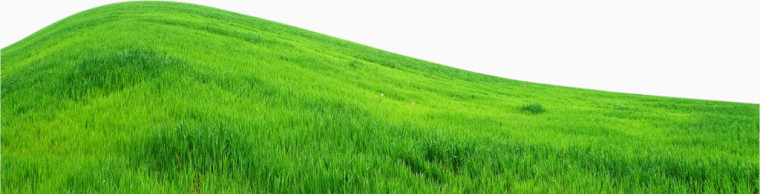 野外清新草地风景