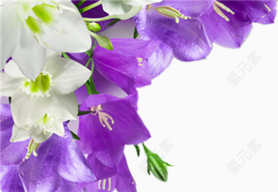 紫色白色花朵边框