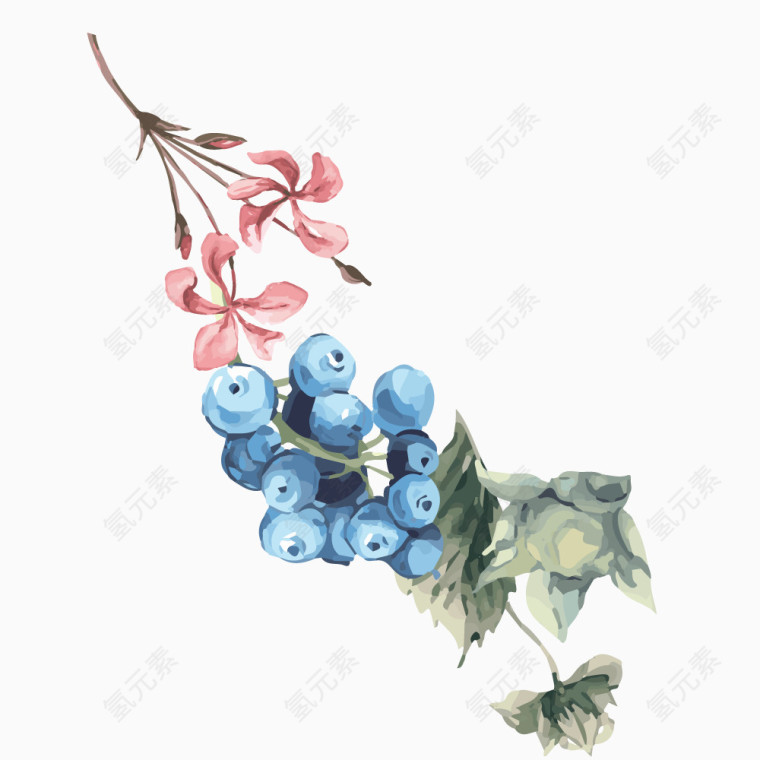 手绘蓝莓植物