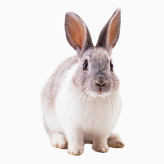 萌萌哒的兔子图片