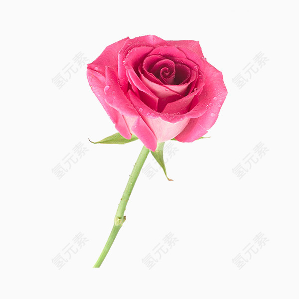 粉色花卉玫瑰素材