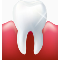 人体器官牙龈牙齿