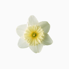 1朵白色花朵植物PNG元素