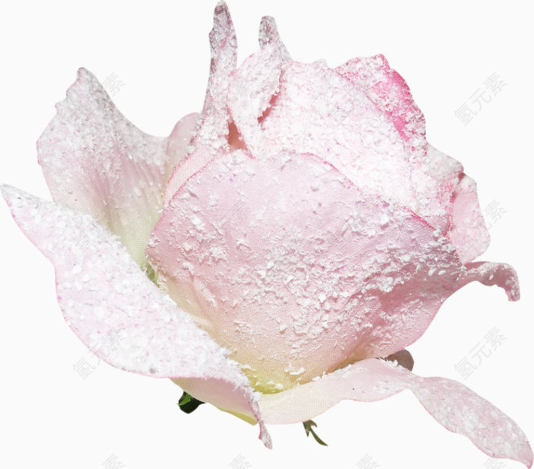 含苞待放粉色玫瑰花