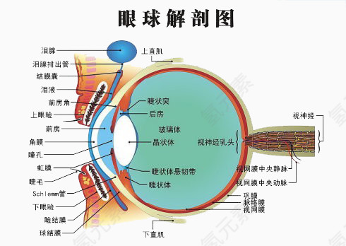 眼球解剖图